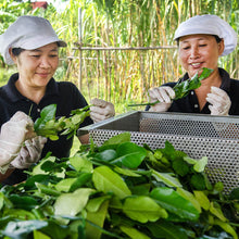 Charger l'image dans la galerie, KAFFIR LIME (Combava) Rhum - Bouteille 70cl